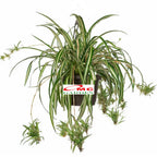 Spider Plant Tanaman Laba-Laba Chlorophytum Comosum Lili Lily Paris Gantung Bibit