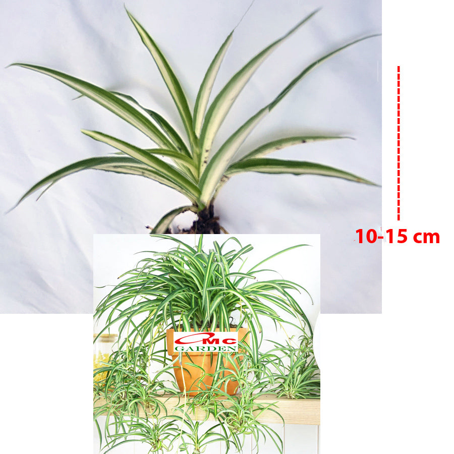 Spider Plant Tanaman Laba-Laba Chlorophytum Comosum Lili Lily Paris Gantung Bibit
