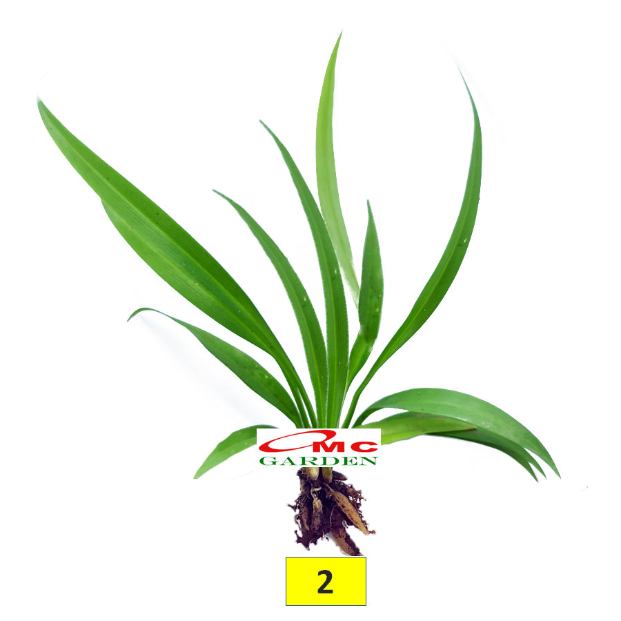 Lili Paris Siam Mini Tanaman HIas Rumput Bordir List Lis Lily Tricolor Hijau Spider Plant