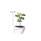 Berlangkas Andong Kedondong Laut Ming Aralia Polyscias BLKS-3040