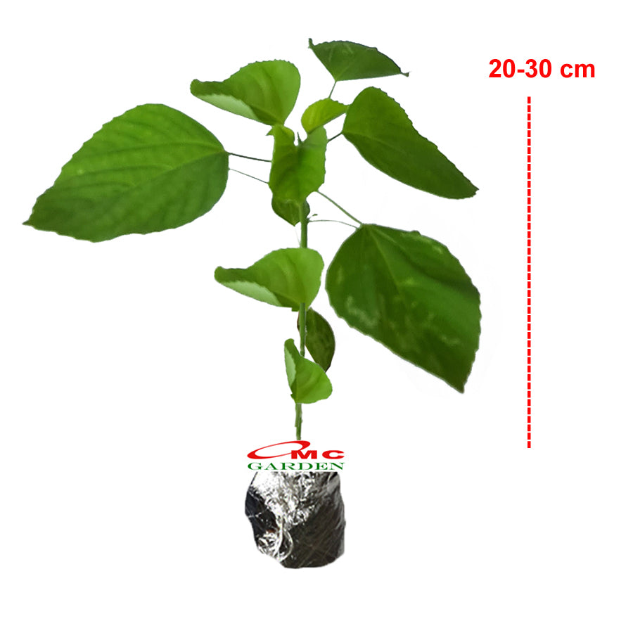 Tanaman Anting-Anting Pohon Akar Kucing Herbal Obat Acalypha Australis 2030