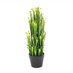 Euphorbia Trigona Bibit Tanaman Hias Kaktus Katedral Sukulen Hijau Merah 3040