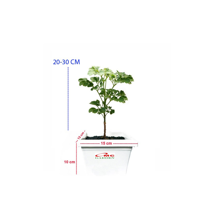 Berlangkas Andong Kedondong Laut Ming Aralia Polyscias BLKS-2030