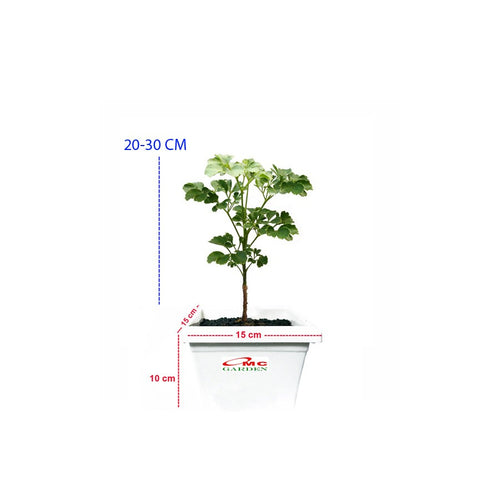 Berlangkas Andong Kedondong Laut Ming Aralia Polyscias BLKS-2030