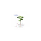 Berlangkas Andong Kedondong Laut Ming Aralia Polyscias BLKS-3040
