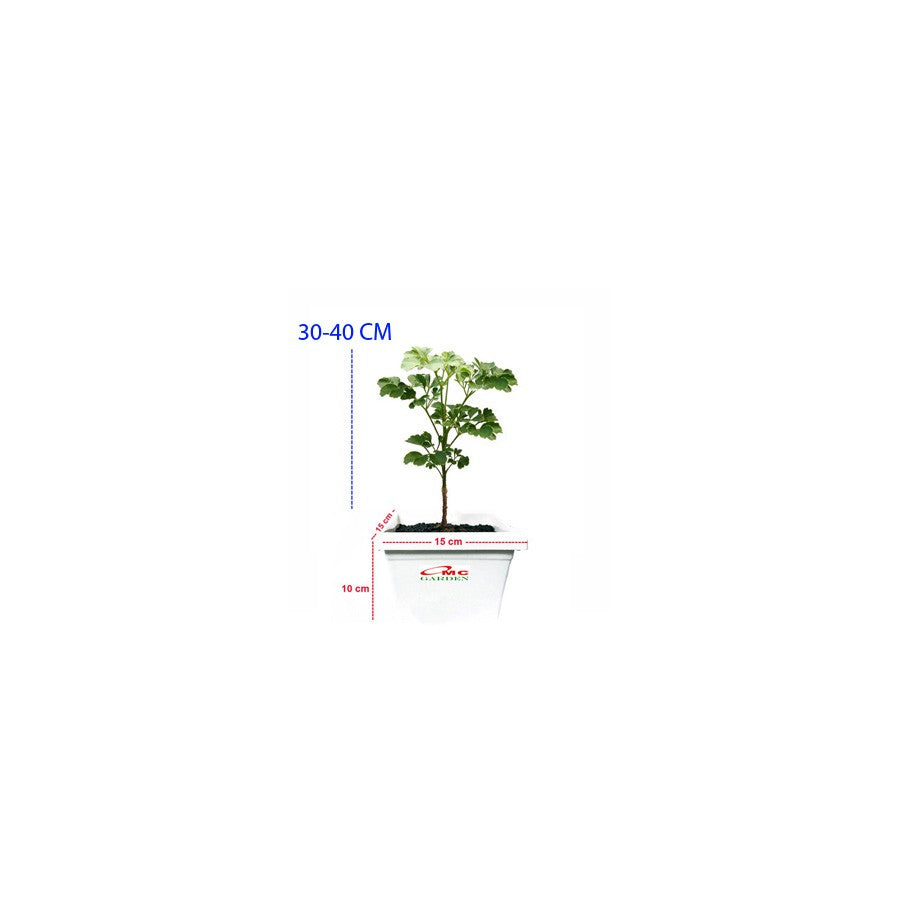Berlangkas Andong Kedondong Laut Ming Aralia Polyscias BLKS-3040