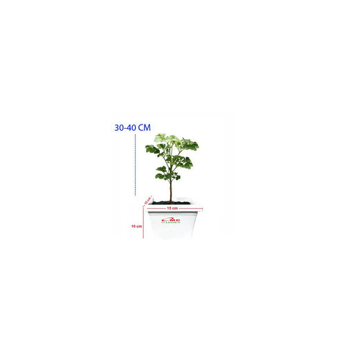 Berlangkas Andong Kedondong Laut Ming Aralia Polyscias BLKS-3040