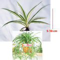 Spider Plant Tanaman Laba-Laba Chlorophytum Comosum Lili Lily Paris Gantung Bibit