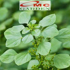 Tanaman Anting-Anting Pohon Akar Kucing Herbal Obat Acalypha Australis 2030