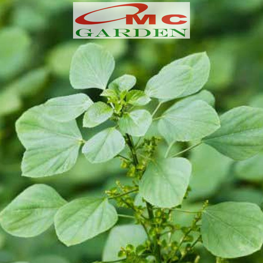 Tanaman Anting-Anting Pohon Akar Kucing Herbal Obat Acalypha Australis 2030