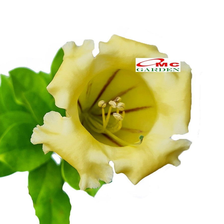 Bunga Cangkir Mas Terompet Solandra Grandiflora Tanaman Hias 2030