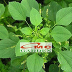 Tanaman Anting-Anting Pohon Akar Kucing Herbal Obat Acalypha Australis 2030