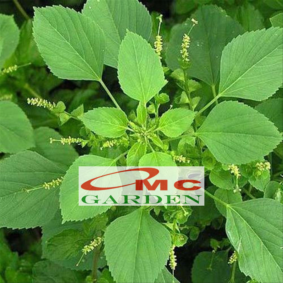 Tanaman Anting-Anting Pohon Akar Kucing Herbal Obat Acalypha Australis 2030
