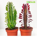 Euphorbia Trigona Bibit Tanaman Hias Kaktus Katedral Sukulen Hijau Merah 3040