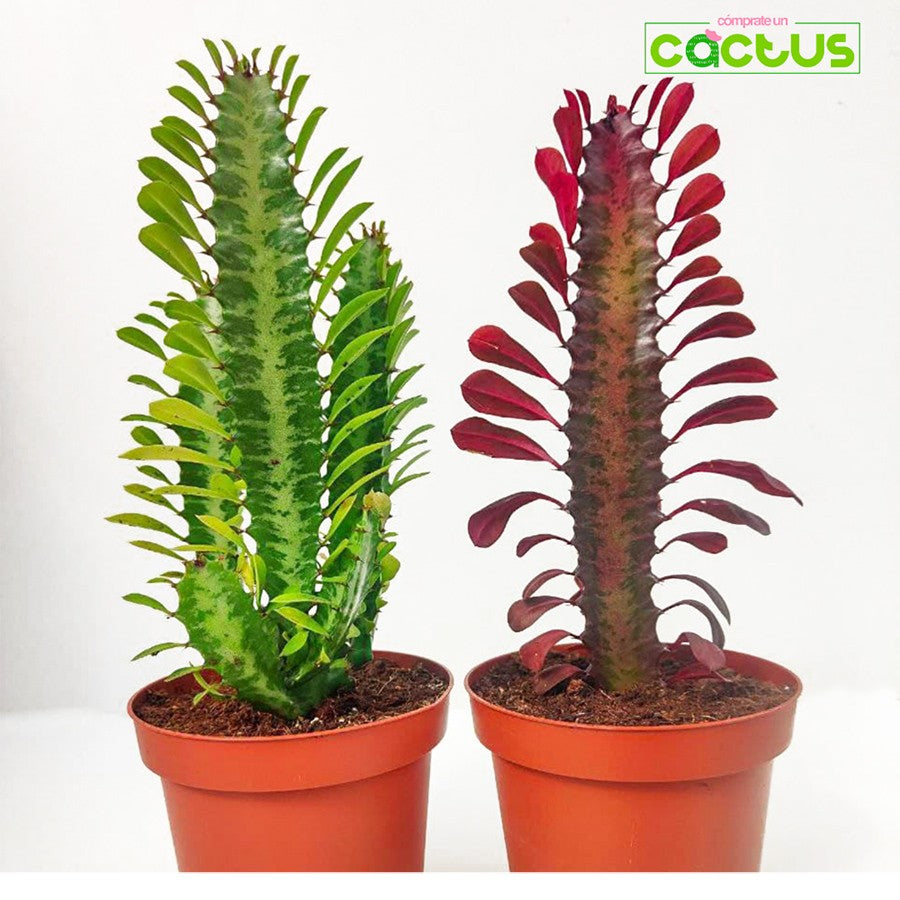 Euphorbia Trigona Bibit Tanaman Hias Kaktus Katedral Sukulen Hijau Merah 3040