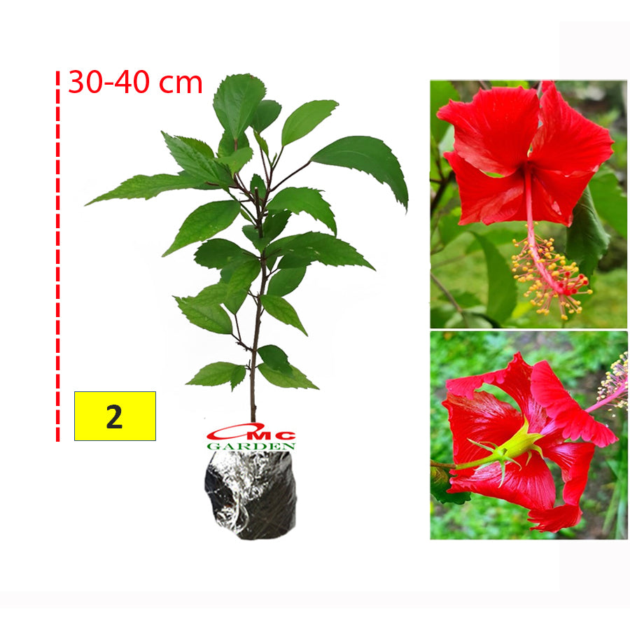 Kembang Sepatu Bunga Raya Hibiscus Worawari Rosa Dinensis Merah Bibit Tanaman Hias 3040