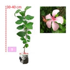 Kembang Sepatu Bunga Raya Hibiscus Worawari Rosa Dinensis Merah Bibit Tanaman Hias 3040