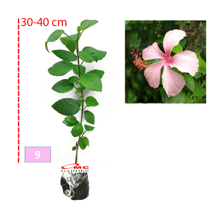 Kembang Sepatu Bunga Raya Hibiscus Worawari Rosa Dinensis Merah Bibit Tanaman Hias 3040