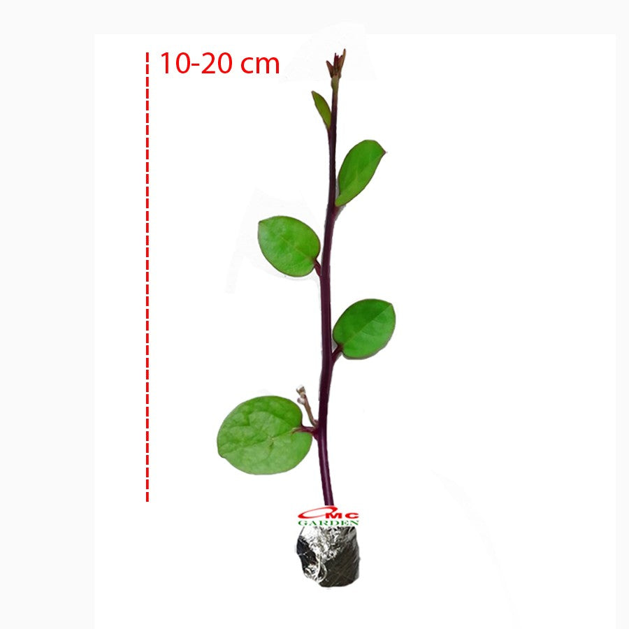 Bibit Benih Binahong Merah Hijau Tanaman Obat Daun Piahong Herbal merambat Penutup Tanah 1020