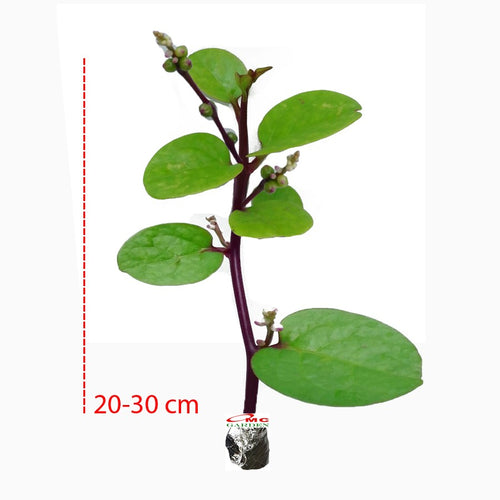 Bibit Benih Binahong Merah Hijau Tanaman Obat Daun Piahong Herbal merambat Penutup Tanah 1020