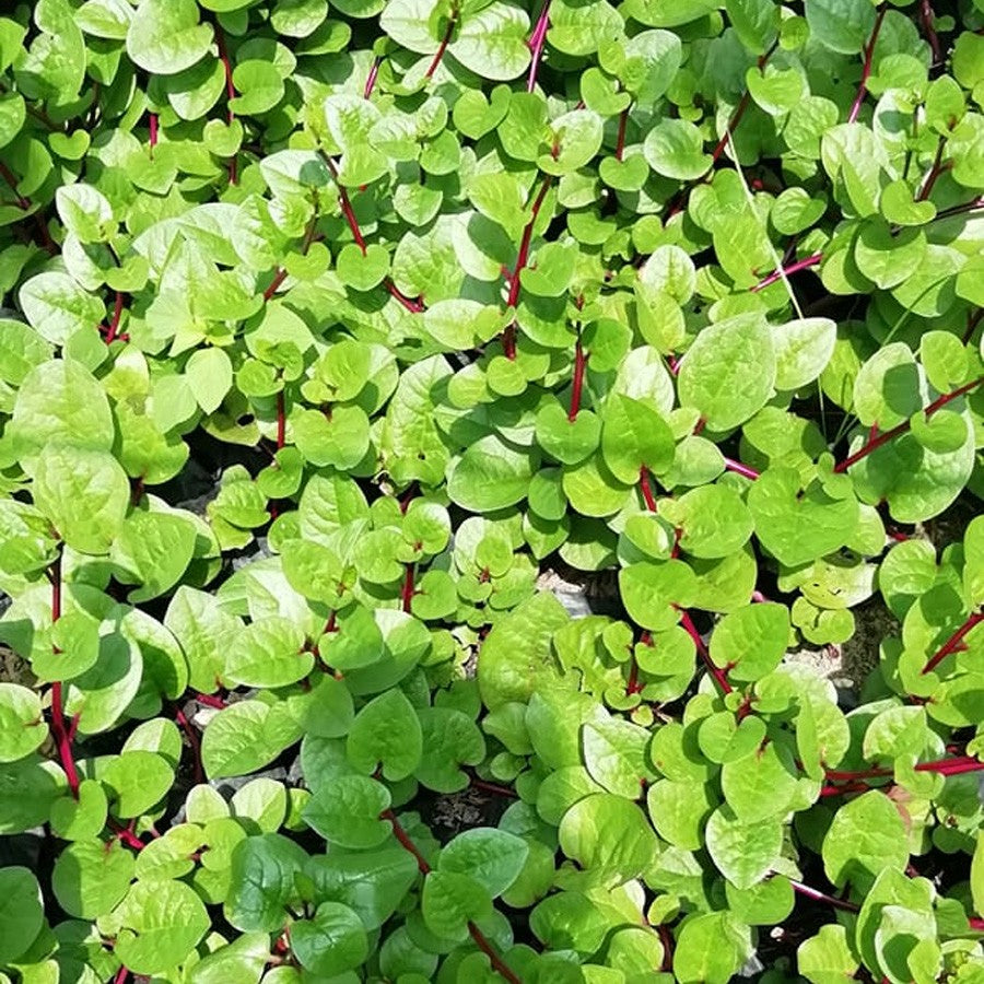 Bibit Benih Binahong Merah Hijau Tanaman Obat Daun Piahong Herbal merambat Penutup Tanah 1020