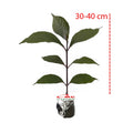 Handelem Handeleum Handeuleum Daun Ungu Bibit Tanaman Hias 3040