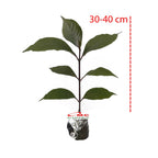 Handelem Handeleum Handeuleum Daun Ungu Bibit Tanaman Hias 3040