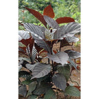 Handelem Handeleum Handeuleum Daun Ungu Bibit Tanaman Hias 3040