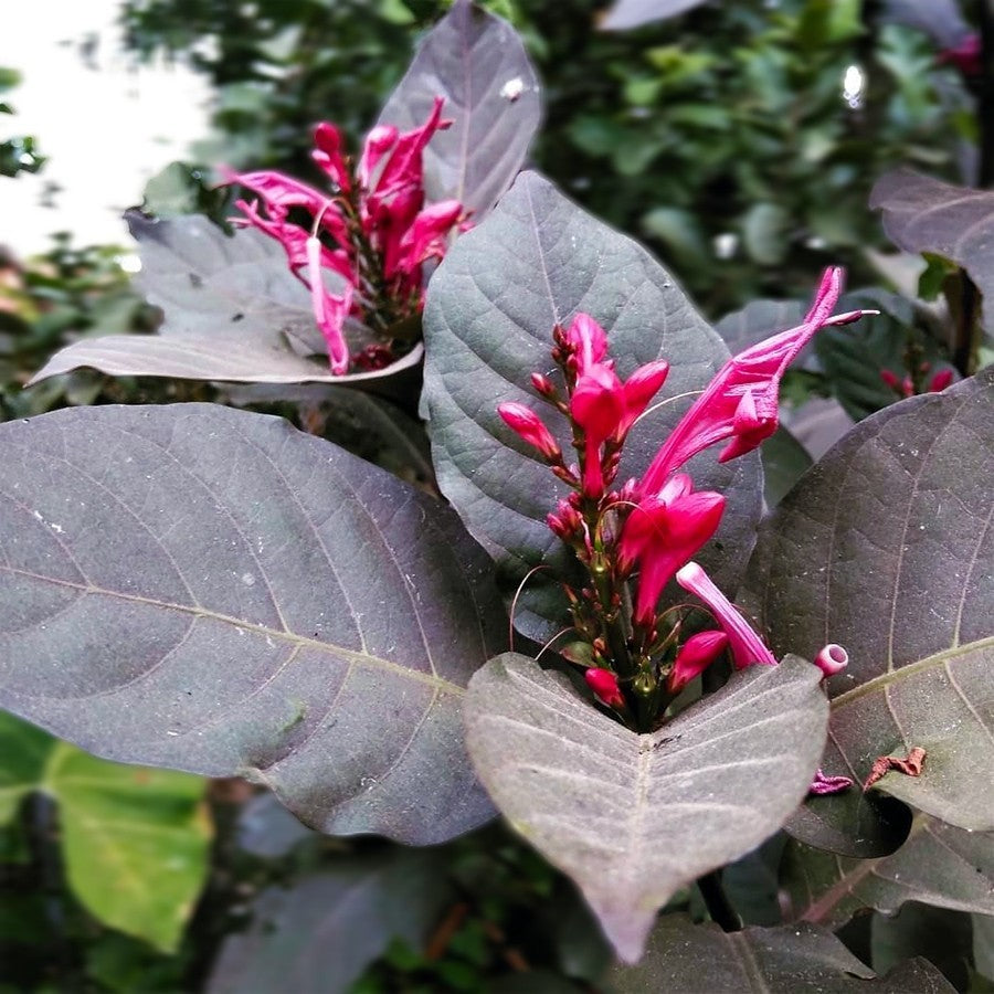 Handelem Handeleum Handeuleum Daun Ungu Bibit Tanaman Hias 3040