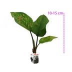 Aglonema Ruby Ciangmay Bibit Tanaman Hias Sri Rejeki Anakan Bunga Rubi Chinese 1015