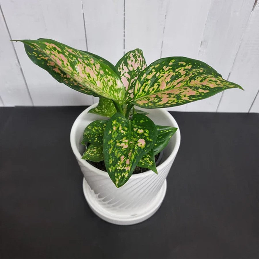 Aglonema Ruby Ciangmay Bibit Tanaman Hias Sri Rejeki Anakan Bunga Rubi Chinese 1015