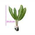 Aglonema Silver Emerald Bay Evergreen Bibit Blanceng Susu Tanaman Hias Sri Rejeki Anakan Bunga Chinese 2025
