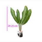 Aglonema Silver Emerald Bay Evergreen Bibit Blanceng Susu Tanaman Hias Sri Rejeki Anakan Bunga Chinese 2025