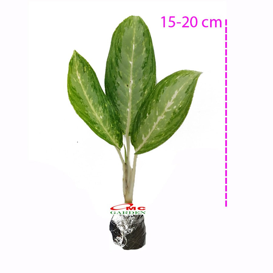 Aglonema Silver Emerald Bay Evergreen Bibit Blanceng Susu Tanaman Hias Sri Rejeki Anakan Bunga Chinese 2025