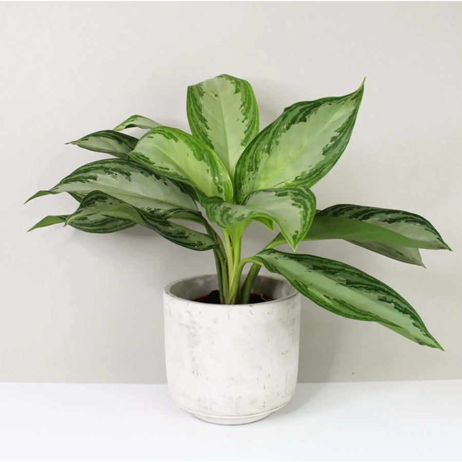 Aglonema Silver Emerald Bay Evergreen Bibit Blanceng Susu Tanaman Hias Sri Rejeki Anakan Bunga Chinese 2025