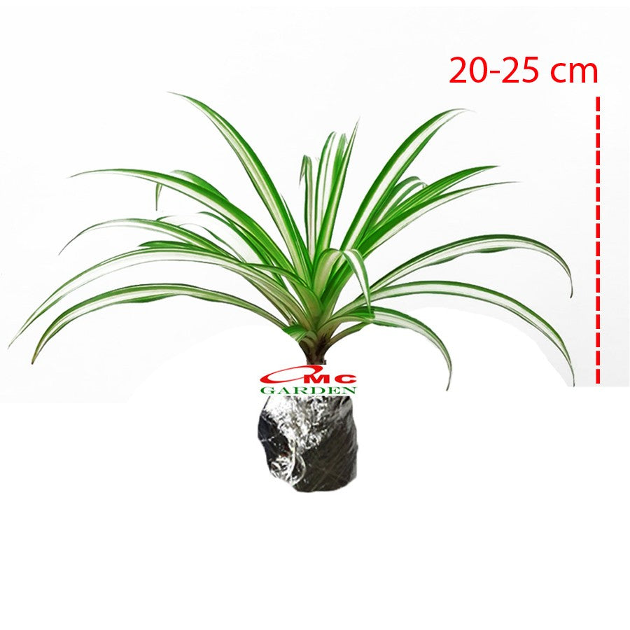 Spider Plant Tanaman Laba-Laba Lili Lily Paris Gantung Bibit 2025