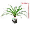 Spider Plant Tanaman Laba-Laba Lili Lily Paris Gantung Bibit 2025