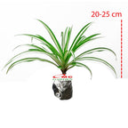 Spider Plant Tanaman Laba-Laba Lili Lily Paris Gantung Bibit 2025