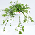 Spider Plant Tanaman Laba-Laba Lili Lily Paris Gantung Bibit 2025-P