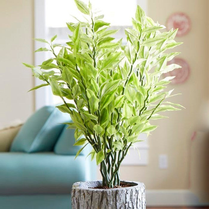 Zig Zag Zigzag Plant Patah Tulang Euphorbia Tirucalli Tanaman 3040