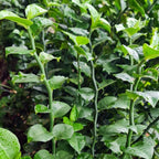 Zig Zag Zigzag Plant Patah Tulang Euphorbia Tirucalli Tanaman 3040