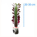 Euphorbia Trigona Bibit Tanaman Hias Kaktus Katedral Sukulen Hijau Merah 2030