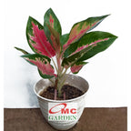 Aglonema Kochin Pink Rainbow Super Red Cochin Tembaga Sri Rejeki Bibit Bunga Tanaman Hias 1520