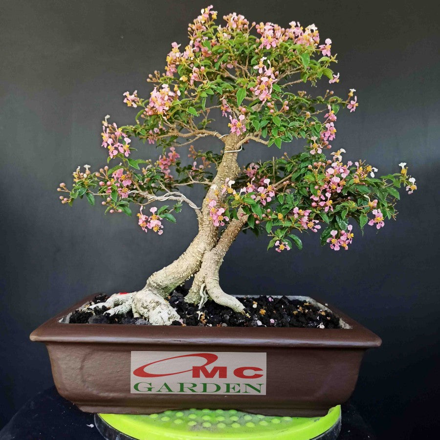 Bonsai Sakura Mikro Jepang Pohon Bonsae Mame Tanaman Hias Berbunga