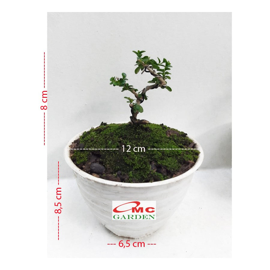 Bonsai Bonsae Sancang Premna Microphylla 002