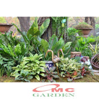 Tanaman Hias Daun Bahagia Sri Rezeki Blanceng Dieffenbachia 1 Pot