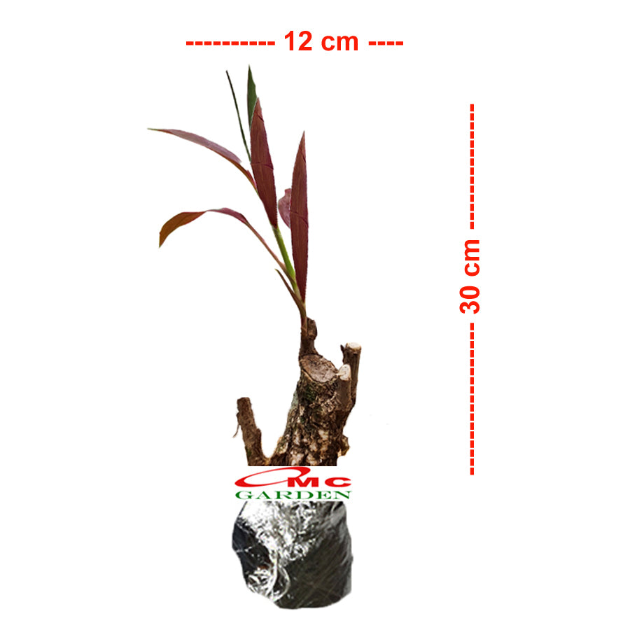 Bonsai Hanjuang Andong Sawang Daun Merah Tanaman Hias B-HANJUANG-M-001A
