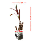 Bonsai Hanjuang Andong Sawang Daun Merah Tanaman Hias B-HANJUANG-M-001A