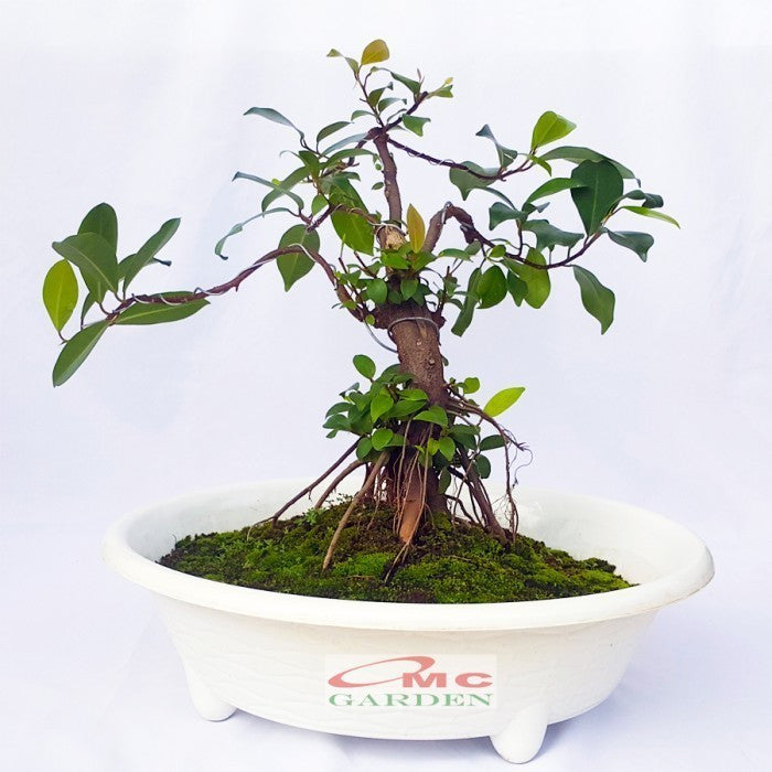Tanaman Beringin Lokal Local Iprik Kimeng Bibit Stek Batang Bonsai Ficus 30 cm