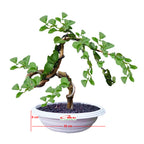 Bonsai Bonsae Sancang Premna Microphylla 005